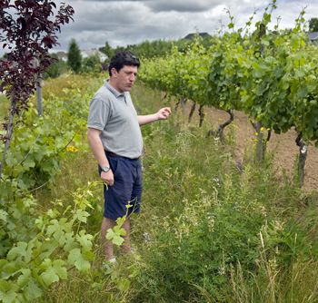 Winemaker Gilles de Domingo stands in a test plot where they are allowing cover crop to grow untouched at Cooper Mountain Vineyards in Beaverton.